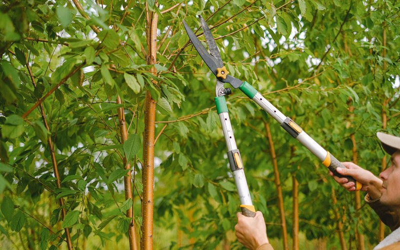 Tree trimming in Calverton, NY